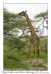 Masai Giraffe