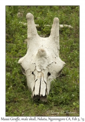 Giraffe Skull, male