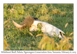 Wildebeest Skull