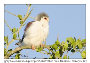 Pygmy Falcon