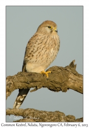 Common Kestrel