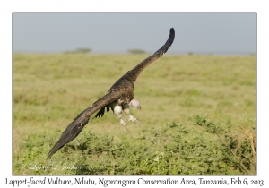 Lappet-faced Vulture