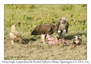 Tawny Eagle, Lappet-faced Vultures & Hooded Vulture