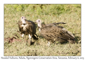 Hooded Vultures