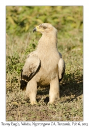 Tawny Eagle