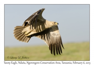 Tawny Eagle