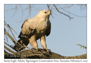 Tawny Eagle