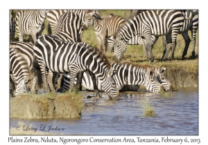 Plains Zebra