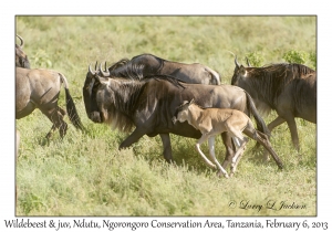 White-bearded Wildebeest