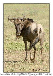 White-bearded Wildebeest