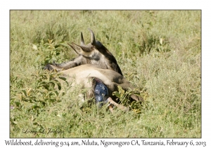 White-bearded Wildebeest, 9:14 am