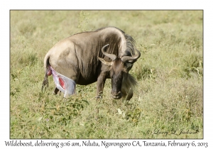 White-bearded Wildebeest, 9:16 am