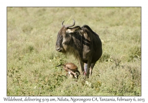 White-bearded Wildebeest, 9:19 am