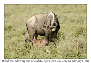 White-bearded Wildebeest, 9:20 am