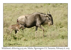 White-bearded Wildebeest, 9:25 am