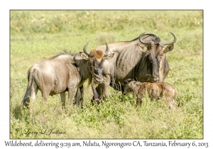 White-bearded Wildebeest, 9:29 am