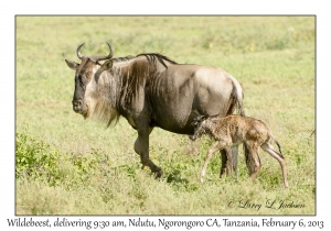 White-bearded Wildebeest, 9:30 am