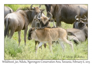 White-bearded Wildebeest