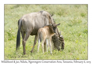 White-bearded Wildebeest