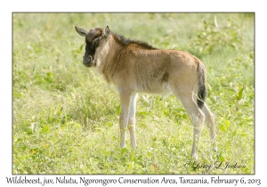 White-bearded Wildebeest