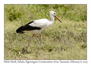 White Stork