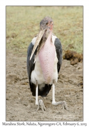 Marabou Stork