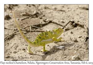 Flap-necked Chameleon