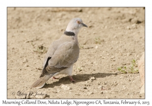 Mourning Collared Dove