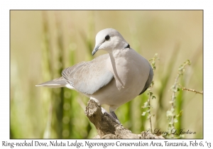 Ring-necked Dove