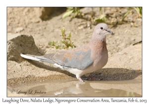 Laughing Dove