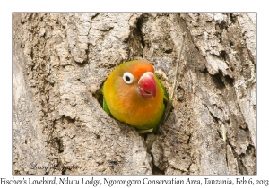 Fischer's Lovebird