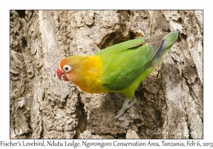 Fischer's Lovebird