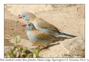 Red-cheeked Cordon-bleu