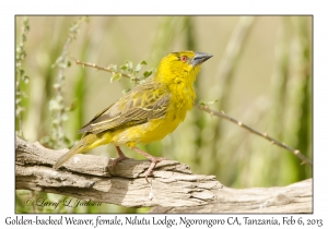 Golden-backed Weaver