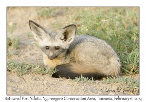 Bat-eared Fox