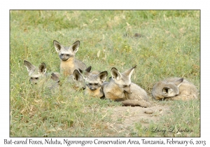 Bat-eared Foxes