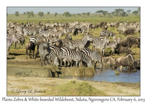 Plains Zebra &  White-bearded Wildebeest