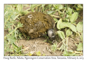 Dung Beetle