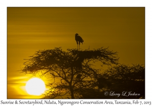 Sunrise & Secretarybird