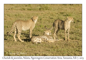 Cheetahs