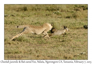 Cheetah & Bat-eared Fox