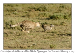 Cheetah & Bat-eared Fox