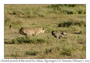 Cheetah & Bat-eared Fox