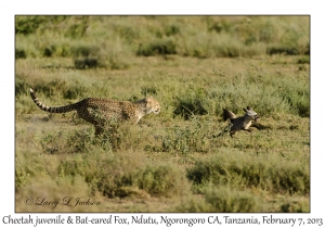 Cheetah & Bat-eared Fox