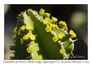 Euphorbia specie flowers