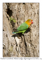 Fischer's Lovebird