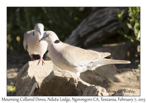 Mourning Collared Doves