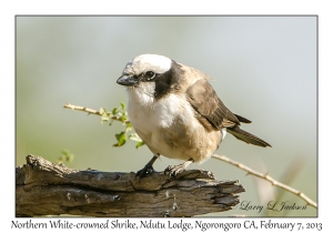 Northern White-crowned Shrike