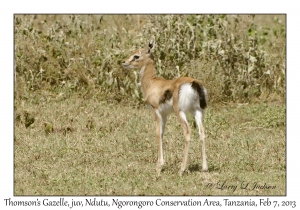 Thomson's Gazelle