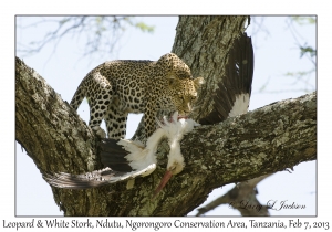 Leopard & White Stork